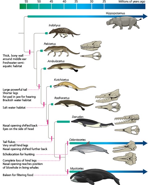 Whale Development How Whales Got To Be Whales – Economist Writing Every Day